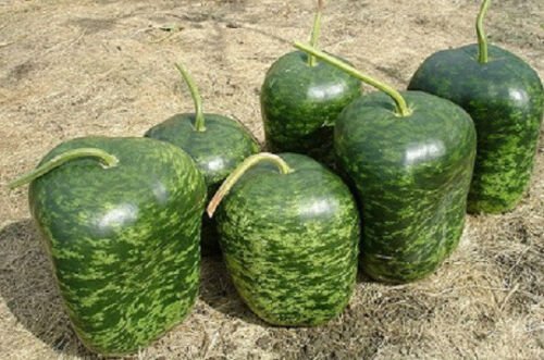 25 Seeds Gourd Seeds Apple Gourd (Seeds)