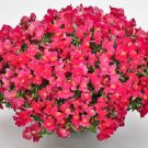 15 Seeds Snapdragon Seeds Candy Showers Rose Multi Pelleted Seeds Trailing (Seeds)