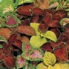 50 Seeds Coleus Seeds Wizard Mix (Seeds)