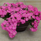 25 Seeds Trailing Pink Pelleted Petunia Seeds Does Better In Rain (Seeds)