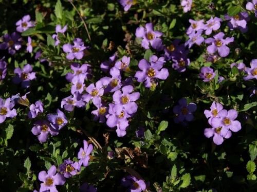25 Seeds Bacopa Seeds Multi Pelleted Bacopa Blutopia (Seeds)