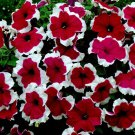 50 Seeds Petunia Seeds Candypops Red Picotee Pelleted Petunia (Seeds)