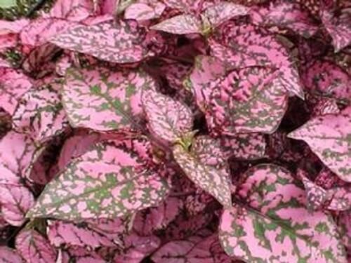 50 Seeds Hypoestes Seeds Hypoestes Select Rose (Seeds)