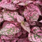50 Seeds Hypoestes Seeds Hypoestes Select Rose (Seeds)