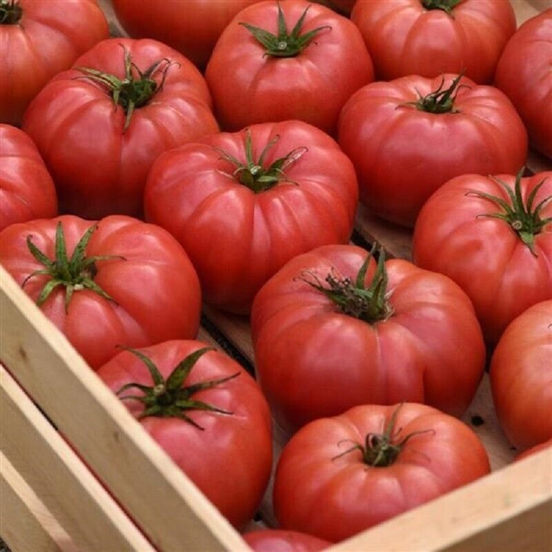 25 Seeds Tomato Blushing Star Tomato Seeds Beefsteak (Seeds)