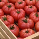 25 Seeds Tomato Blushing Star Tomato Seeds Beefsteak (Seeds)