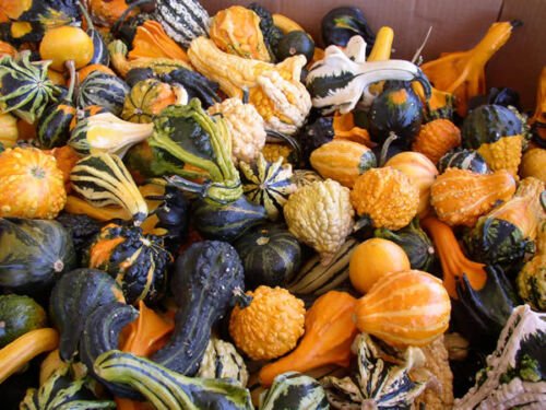 25 Seeds Gourd seeds Large Small Mix gourd (Seeds)