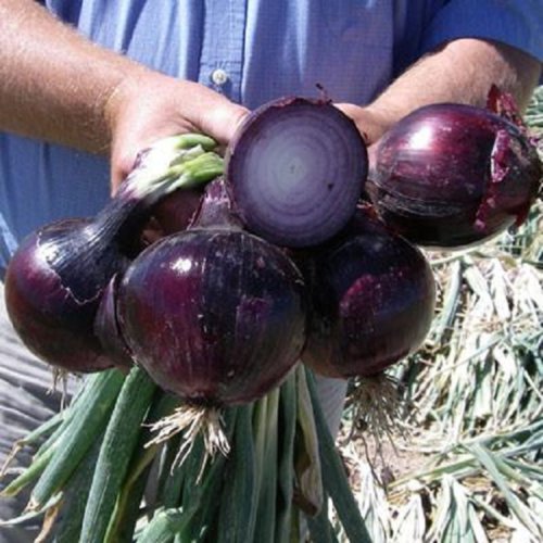 200 Seeds Onion Seeds Red Defender Onion (Seeds)