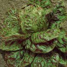 500 Seeds Speckles Lettuce Seeds Butterhead Lettuce (Seeds)