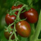 25 Seeds Tomato Chocolate Sprinkles Tomato Seeds Cherry Tomato (Seeds)