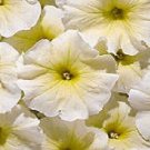 50 Seeds Petunia Seeds Aladdin Yellow Petunia Pelleted (Seeds)