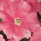 50 Seeds Pelleted Dreams Salmon Petunia Seeds Flower (Seeds)