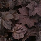 50 Seeds Pelleted Heuchera Seeds Heuchera Palace Purple (Seeds)