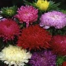 100 Seeds Aster Seeds Callistephus Tall Paeony Duchess Mix FLOWER (Seeds) 100 Seeds Aster Seeds Callistephus Tall Paeony Duchess Mix FLOWER (Seeds)