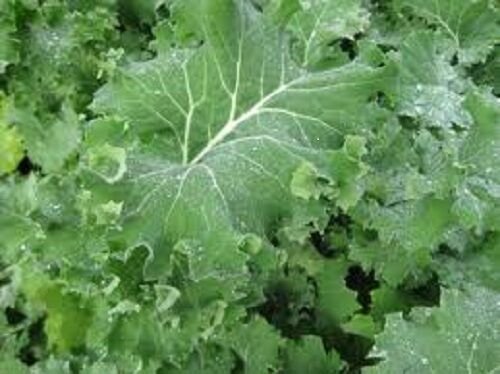 3,000 Seeds Kale Seeds Premier Vegetable (Seeds)