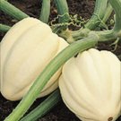 25 Seeds White Acorn Squash Seeds Cream Of the Crop Squash (Seeds)