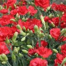 50 Seeds Carnation Seeds Carnation Grenadin Scarlet (Seeds)