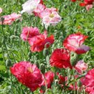 10,000 Seeds Shirley Double Poppy Seeds FLOWER (Seeds)