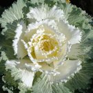 50 Seeds Flowering Cabbage Seed Osaka White flowering kale (Seeds)