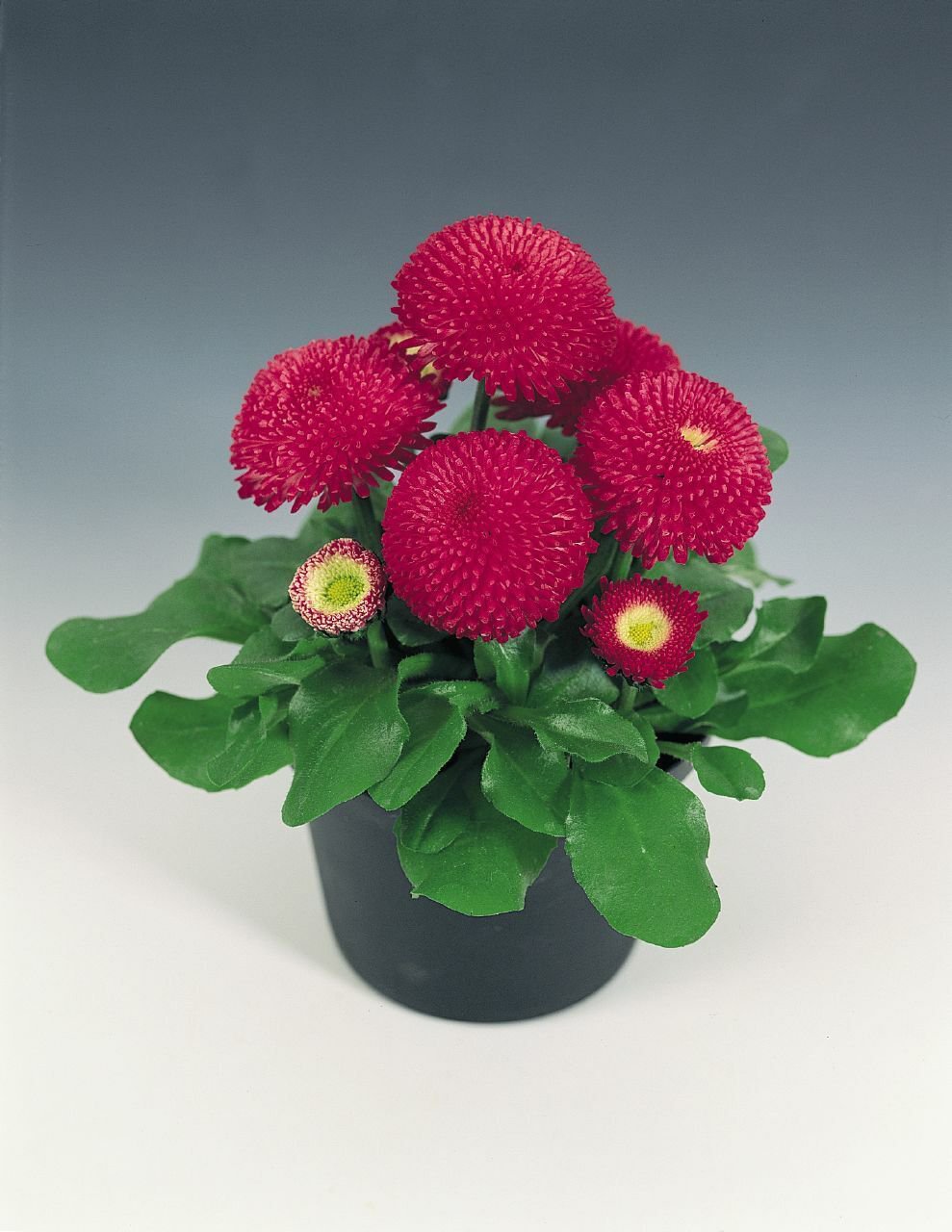 25 Seeds Bellis Seeds Bellis Tasso Deep Rose English Daisy (Seeds)