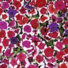 50 Seeds Pelleted Petunia Seeds Candypops Picotee Mix Candy Pops Mix Flower (Seeds)