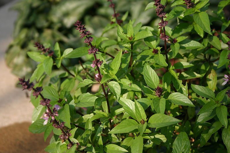 2,000 Seeds Basil Seeds Thai Basil Herb Seed Spicy Basil (Seeds)