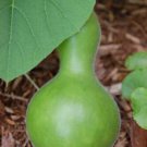 25 Seeds Gourd Seeds Birdhouse Gourd Garden (Seeds)