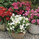 50 Seeds Begonia Seeds Pelleted Seeds Begonia Bada Bing Mix (Seeds)