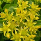 500 Seeds Sedum Seeds Golden Carpet GARDEN (Seeds)