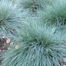 500 Seeds Blue Fescue Grass (Seeds)