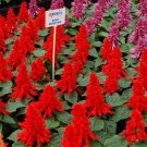 50 Seeds Salvia Seeds Reddy Bright Red Flower (Seeds)