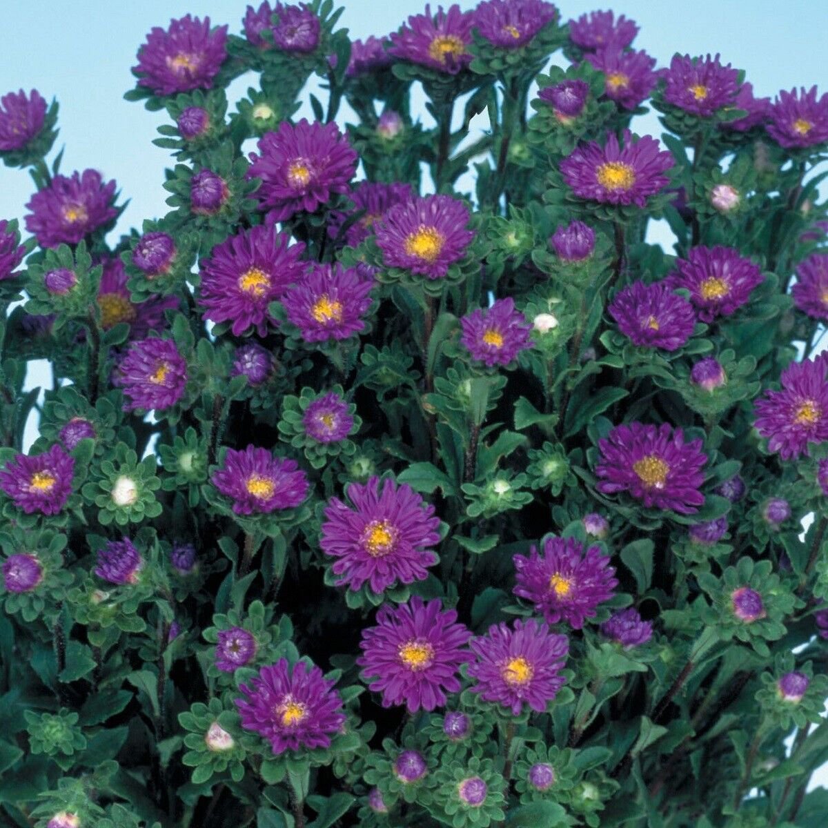 50 Seeds Aster Seeds Serenade Blue Cut Flower (Seeds)