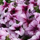 50 Seeds Pelleted Prism Blueberry Sundae Petunia (Seeds)