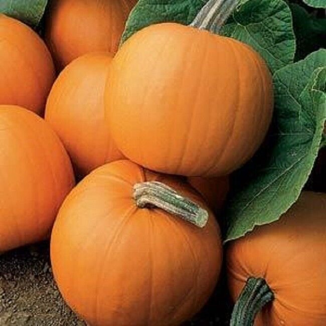 25 Seeds Pumpkin Seeds Pumpkin Orange Smoothie (Seeds)