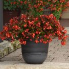 15 Seeds Begonia Seeds Hula Red Pelleted (Seeds)