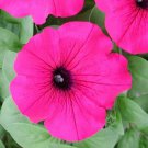 25 Seeds Petunia Seeds Petunia Explorer Magenta Pelleted (Seeds)