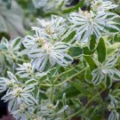 50 Seeds Euphorbia Seeds Snow On The Mountain Euphorbia Marginata (Seeds)