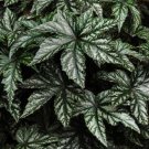 15 Seeds Begonia Seeds Gryphon White Pelleted (Seeds)