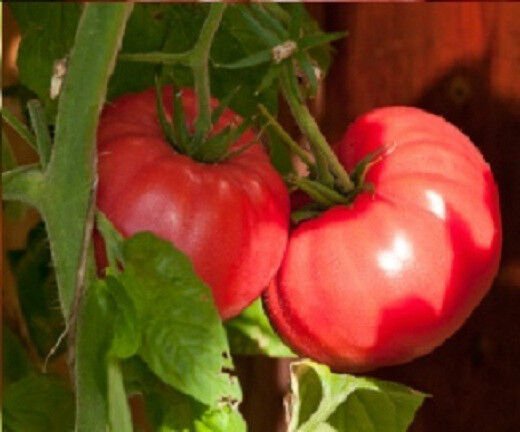 50 Seeds Tomato Seeds Brandywine Red (Seeds)