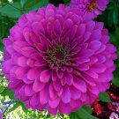 50 Seeds Zinnia Seeds Higro Purple Flower Flower (Seeds)