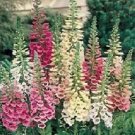 1,000 Seeds Foxglove Seeds Purpurea Mix Digitalis (Seeds)