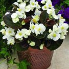 50 Seeds Begonia Seeds Pelleted Seeds Begonia Bada Boom White (Seeds)