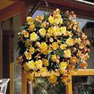 15 Seeds Begonia Illumination Apricot Pelleted FLOWER SEEDS illumination (Seeds)
