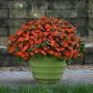 50 Seeds Impatiens Seeds Beacon Orange Walleriana (Seeds)