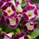 50 Seeds Torenia Seeds Kauai Burgundy Seeds Pelleted (Seeds)