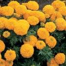 25 Seeds Marigold Seeds African Marigold Inca Gold Large Blooms (Seeds)