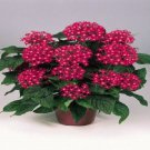 25 Seeds Pelleted Seeds Pentas Graffiti Bright Red Pentas Seeds (Star Flower) (Seeds)