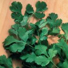 500 Seeds Cilantro Seeds Slow Bolt (Seeds)
