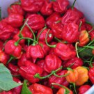 25 Seeds Hot Pepper Seeds Trinidad Scorpion Chili Pepper (Seeds) 25 Seeds Hot Pepper Seeds Trinidad Scorpion Chili Pepper (Seeds)