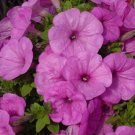 25 Seeds Petunia Seeds Trailing Lilac Pelleted Seeds Petunia Does Better In Rain (Seeds)